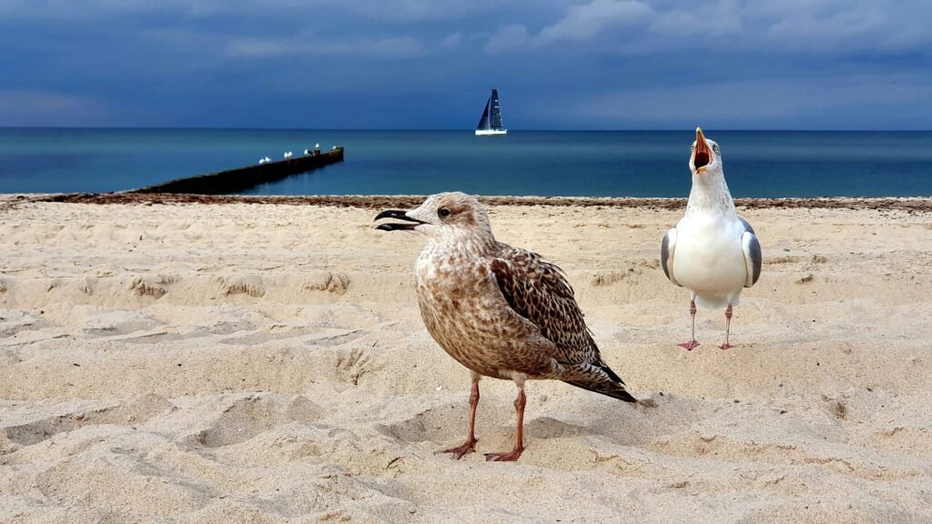 Two seagulls stand on the sandy beaches of Kühlungsborn, Germany, with a sailboat in the distance under a cloudy sky.