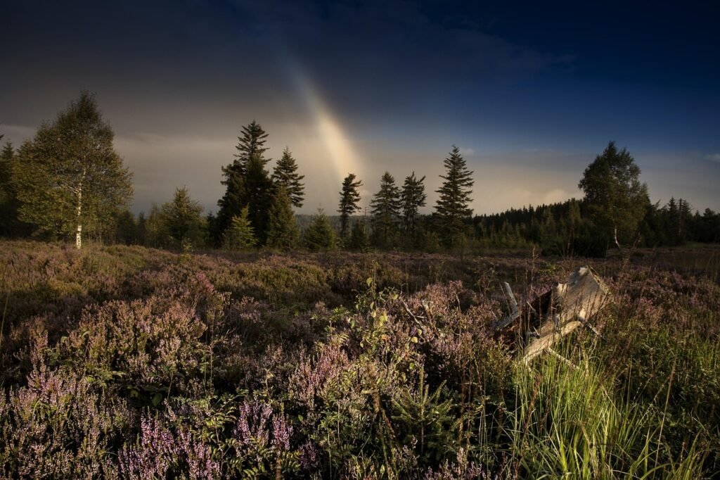 schwarzwaldhochstraße, landscape, nature, schwarzwald, black forest, germany, beautiful, baden-württemberg, idyllic, woods, magic, rainbow, morning, evening, sun, sunshine, light, brown rainbow, brown sunshine, brown magic, schwarzwald, schwarzwald, schwarzwald, schwarzwald, schwarzwald