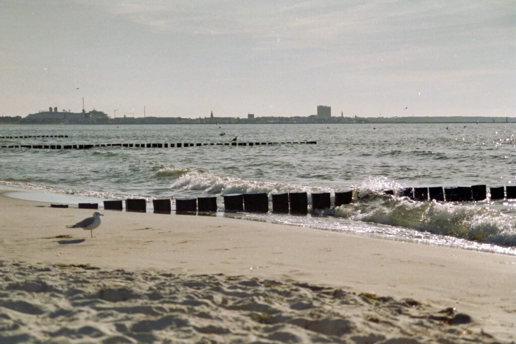 Seagull rests on a sandy beach with gentle waves and distant city skyline