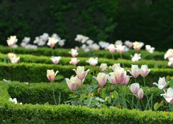 pexels-photo-11092788-11092788 A vibrant display of pink tulips blooming in a well-manicured garden hedge.