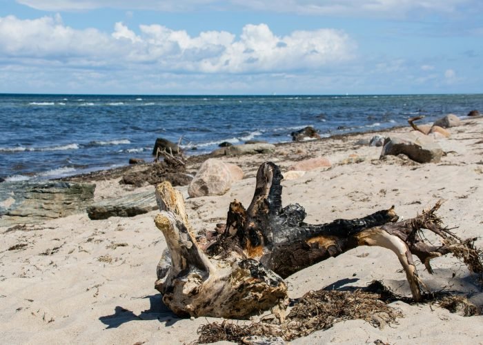 Weathered driftwood on a sandy beach in Lübeck, Germany with the sea in the background. Weathered driftwood on a sandy beach in Lübeck, Germany with the sea in the background.